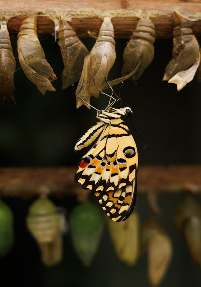 heros-img Close-up of a Swallowtail butterfly emerging from its chrysalis, showing vibrant wings.